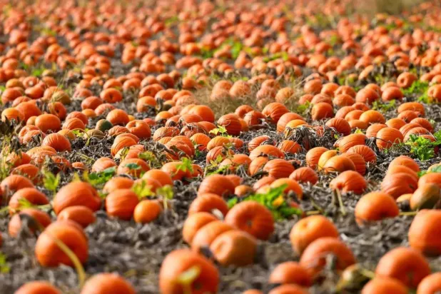 Smaller Pumpkins Expected This Halloween After Drought in England