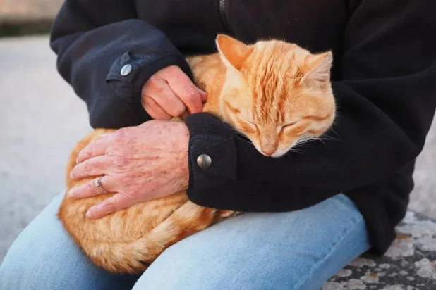 Spending More Time Close to Cats Improves Mood, Study Finds