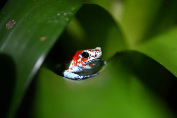 The Painstaking Task of Cataloguing the World’s Species