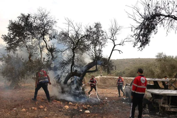 UN Experts Urge Israel to Protect West Bank Olive Farmers