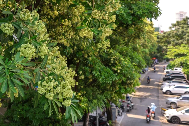 Too Much of a Good Scent? Hanoi Curbs Iconic Trees