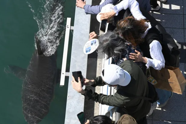 South Korea Launches New Bid to Guide Crowd-pulling Shark to Sea