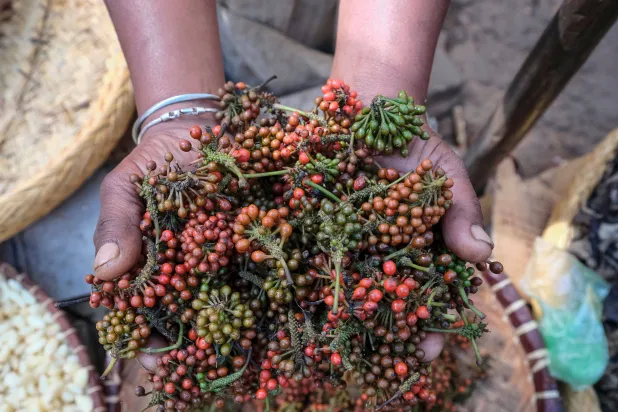 Prized Wild Pepper at Risk in Madagascar’s Shrinking Forests