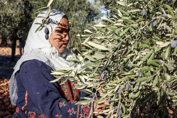 Emboldened Israeli Settlers Lead a Surge of Attacks on Palestinians’ Olive Harvest