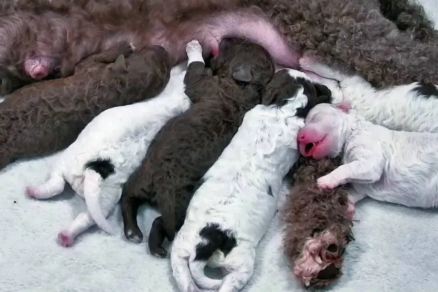 Need a Smile? This Livestream Features 6 Puppies All Day Long