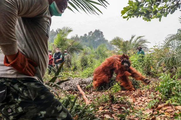 Ensnared Female Orangutan and Her Baby Rescued in Indonesia