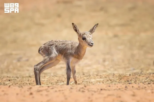 Saudi Imam Abdulaziz bin Mohammed Royal Reserve Development Authority Records 19 Wildlife Births in Q3 2026