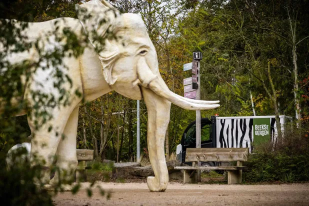 Dutch Zookeeper Dies after Leopard Attacked her in the Animal’s Enclosure