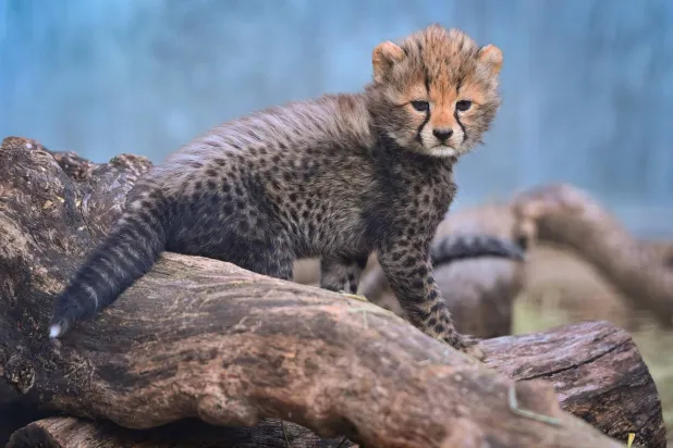 India Vows Action after 1st Cheetah Shot Dead