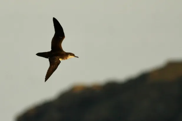 Long-Distance Flights Can Interfere with the Internal Clocks of Seabirds