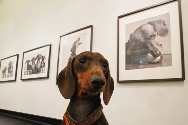 The Dachshund Is the Muse in an Exhibition Showcasing the Sausage Dog’s History in Art