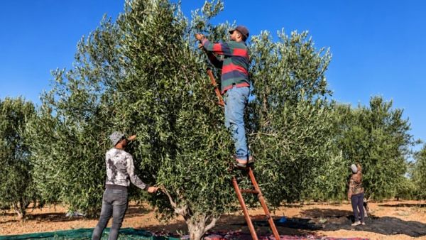 وزارة الزراعة تطمئن المستهلكين: عينات زيت الزيتون في الجنوب مطابقة للمواصفات