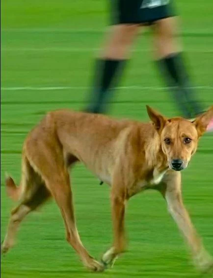 Video: Stray dog invasion at Egyptian Premier League match sparks fierce online debate