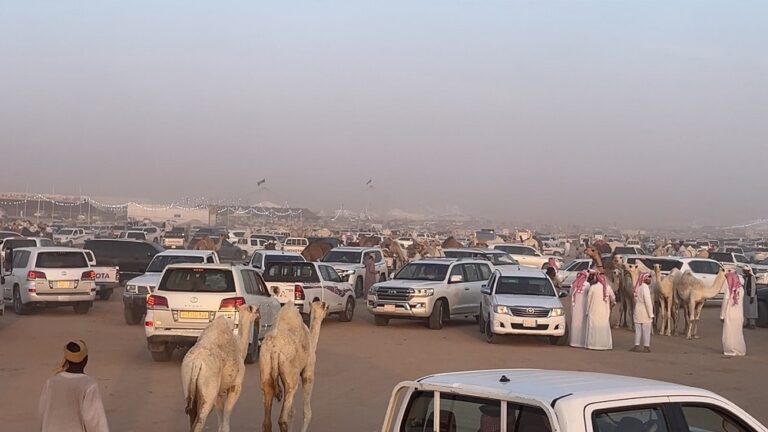 افتتاح مزاد ساجر للإبل الأول ومبيعات اليوم الأول تتجاوز 5 ملايين ريال