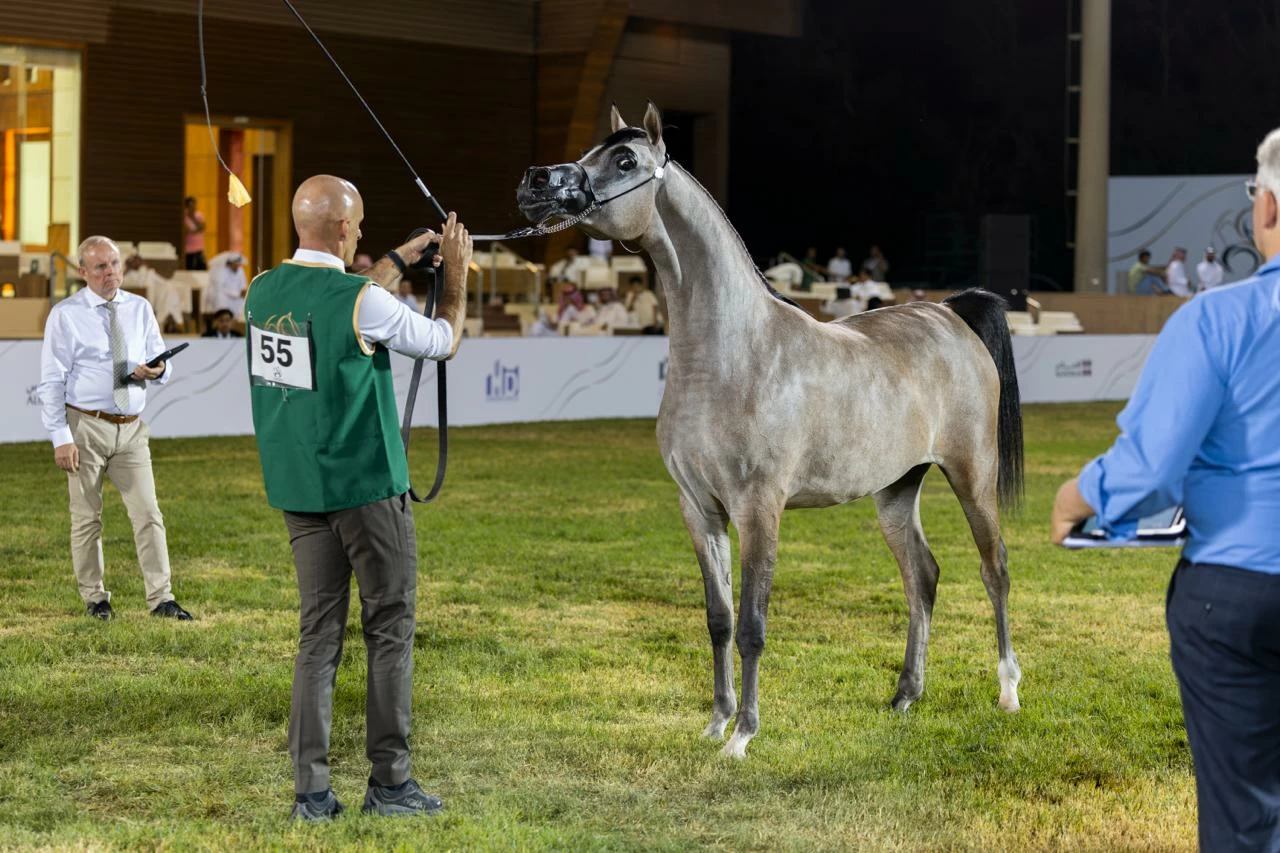 276 رأساً من الخيل العربية الأصيلة تتنافس على ألقاب الجمال في الرياض