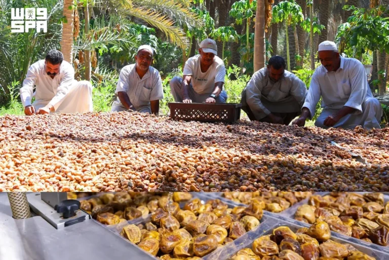 Saudi Arabia tops global date exports for the 4th year in a row