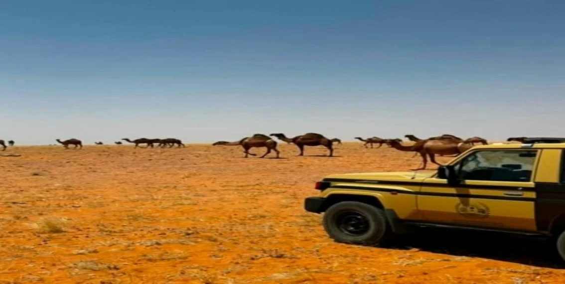ضبط مخالف رعى 40 رأسًا من الإبل داخل محمية الإمام تركي