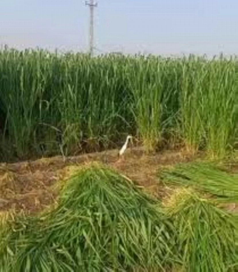 بعد 29 يوماً.. إيقاف زراعة الأعلاف المعمرة في 6 مناطق