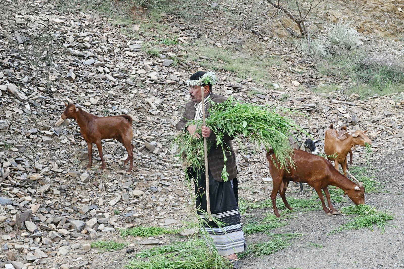 ترويعة الراعي.. أنشودة الأرض والقطيع