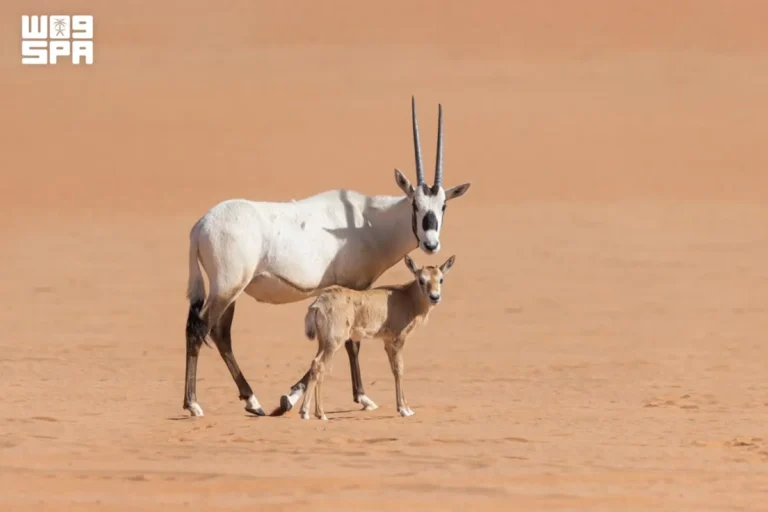 Imam Abdulaziz Royal Reserve Authority records 19 wildlife births in Q3 2026