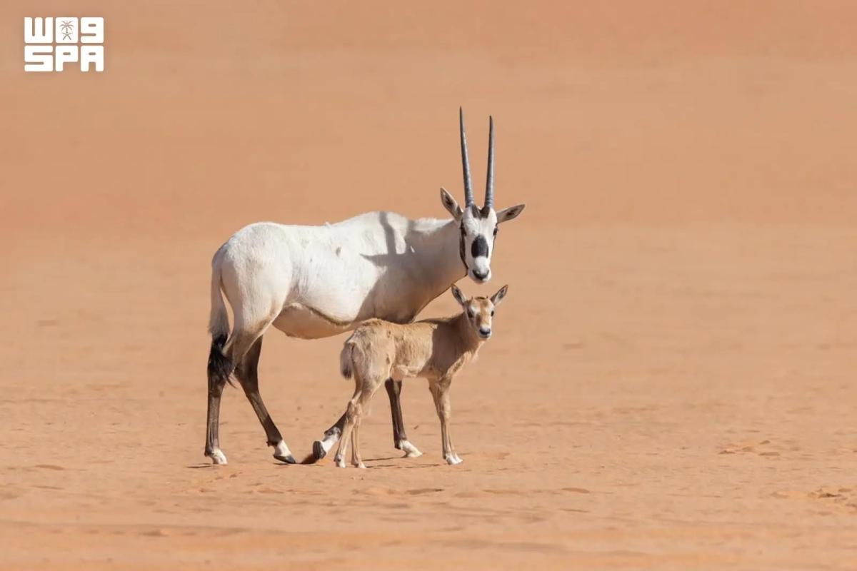 Imam Abdulaziz Royal Reserve Authority records 19 wildlife births in Q3 2026