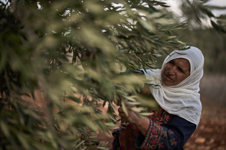 Israeli settler attacks reach 482 in October, targeting Palestinian olive harvest