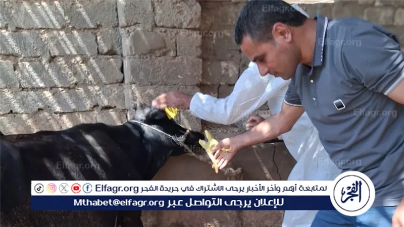 الفيوم: تحصين 146205 رأس ماشية ضد الحمى القلاعية والوادي المتصدع والتسمم الدموى وحمى الثلاث أيام