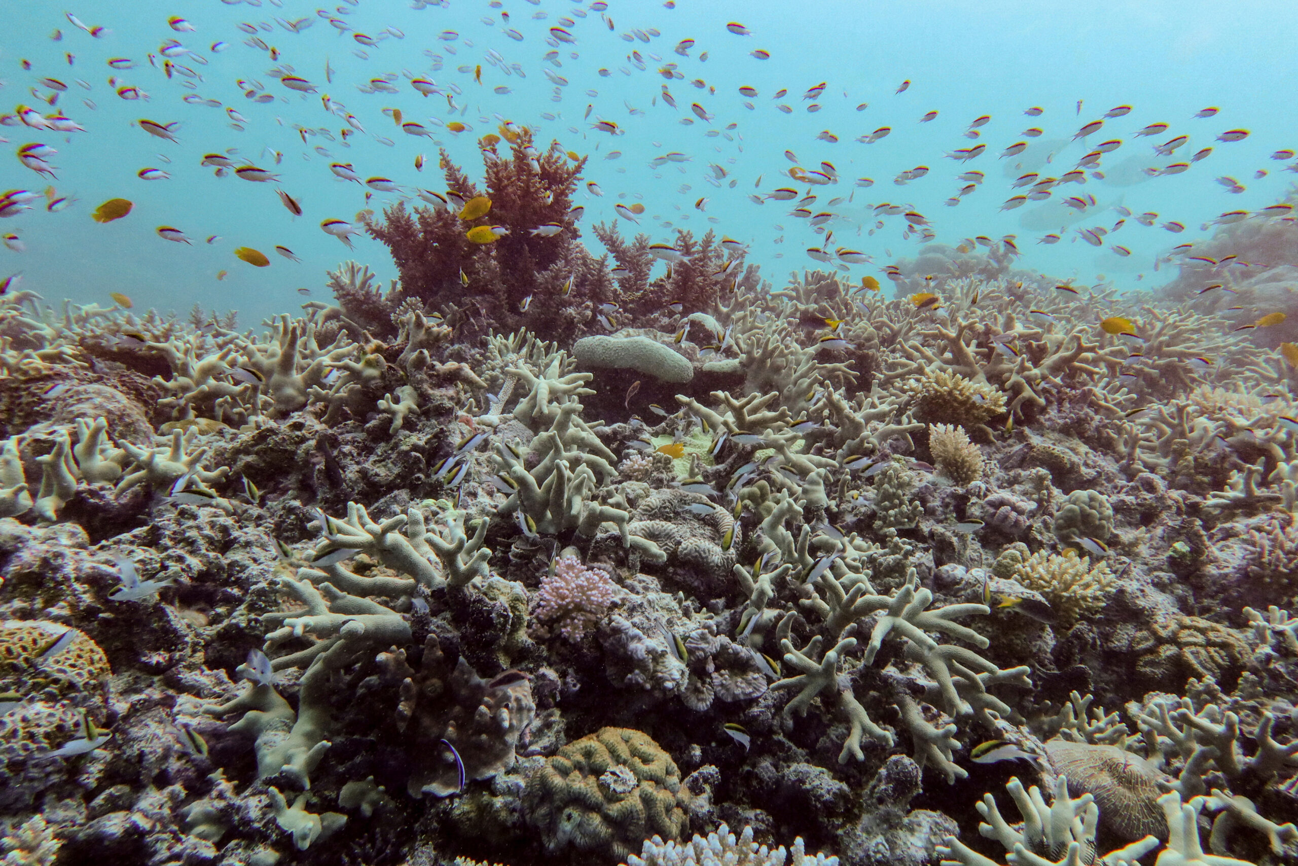 Nearly all coral reefs risk collapse in 50 years: IUCN