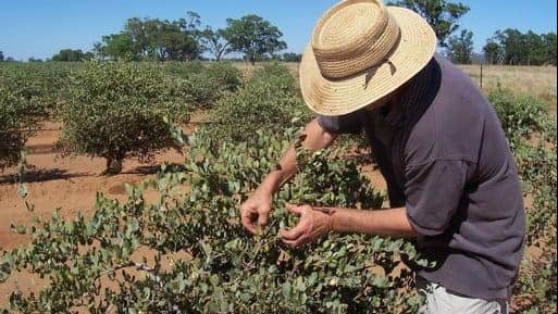 الجوجوبا تتصدر المشروعات الخضراء بالبحر الأحمر.. 600 مليون جنيه استثمارات و2000 فرصة عمل