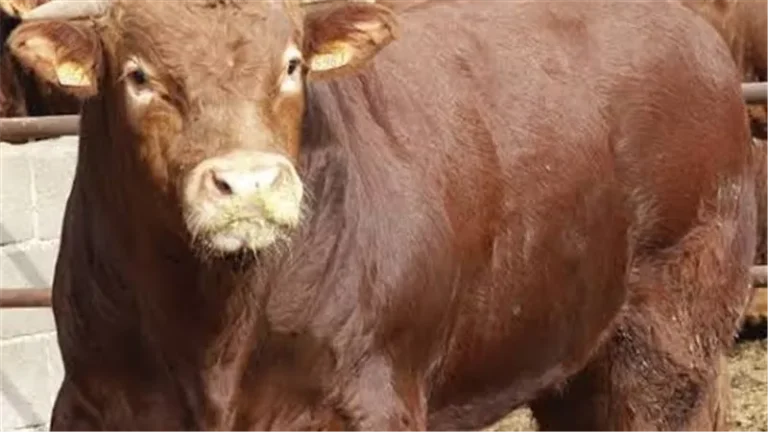 نقيب الأطباء البيطريين: نحتاج 75 ألف طبيب بيطري.. و90% من الوحدات بلا أطباء