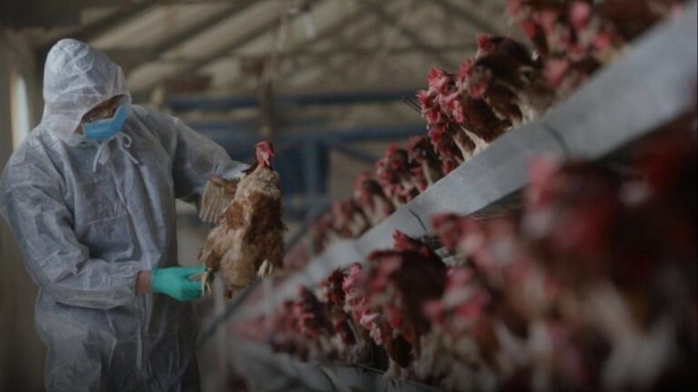 أستراليا تسجل أول حالة إصابة بإنفلونزا الطيور من سلالة H5N1