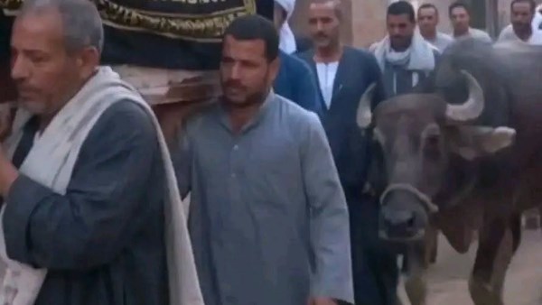 استغلال الموت لصناعة ترند.. الشيخ أحمد تركي يعلق على فيديو الجاموسة التي ودعت صاحبها