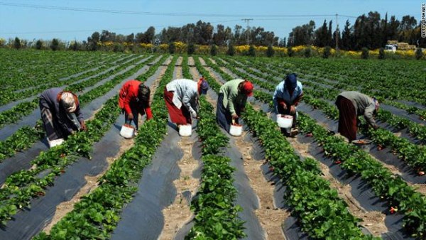 مليون جنيه ومصادرة المعدات.. ماذا يفعل القانون مع مخالفات المحاجر على الأراضي الزراعية؟