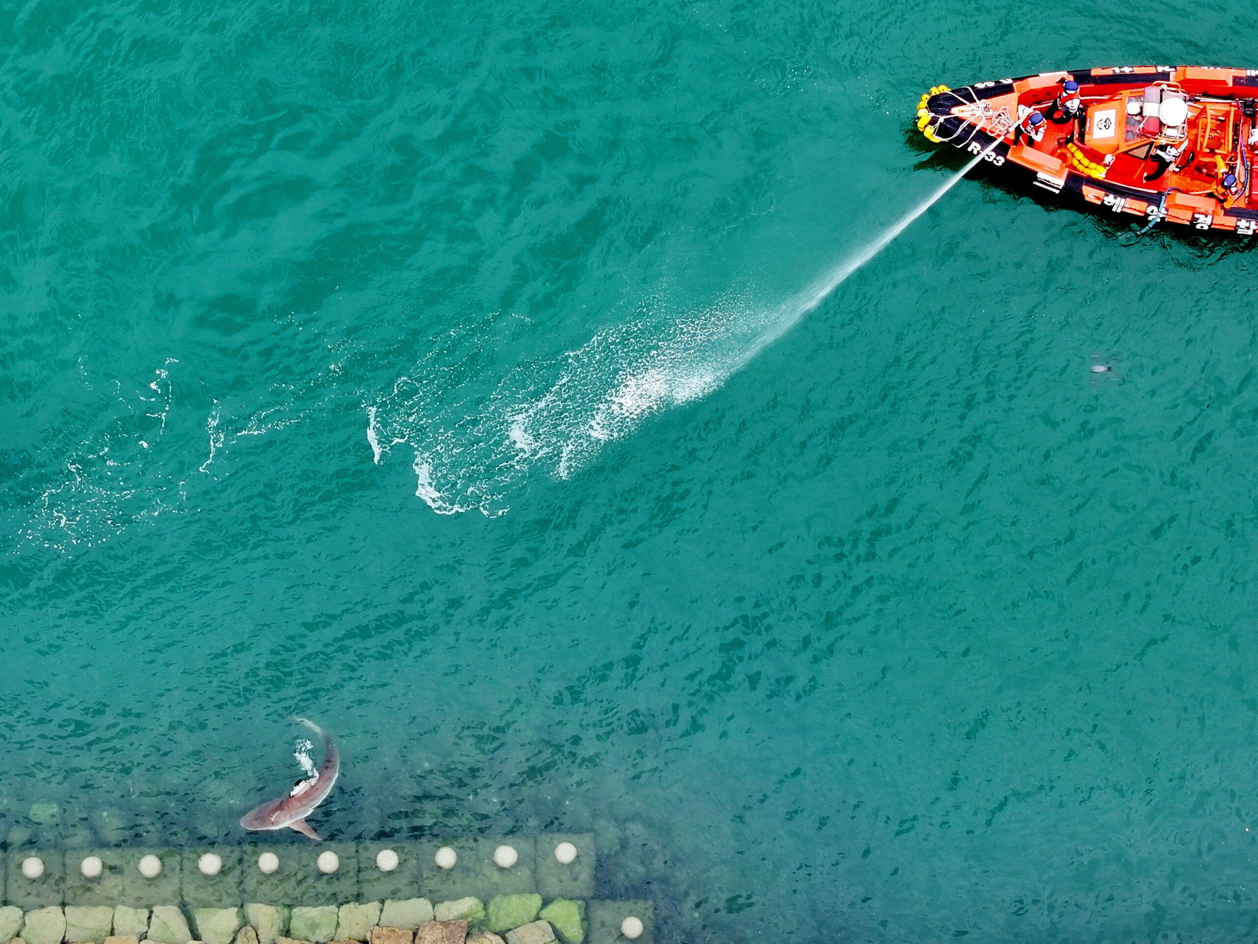 Shark remains stranded in South Korean canal after second rescue attempt ends