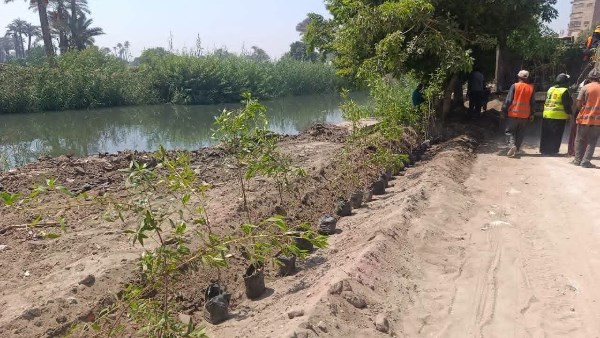 زراعة 4550 شجرة بأبو النمرس.. التوسع في المساحات الخضراء بالجيزة