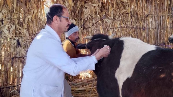 غدًا في جميع المحافظات.. الزراعة تبدأ تحصين الأبقار والأغنام