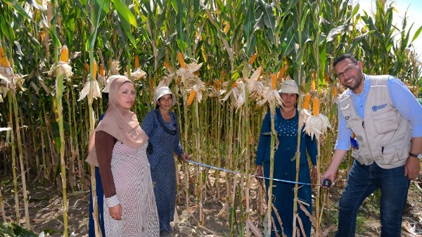 من الذكاء الاصطناعي إلى الحصاد.. سيدات المنيا يحققن زيادة 20٪ في إنتاجية الذرة الشامية