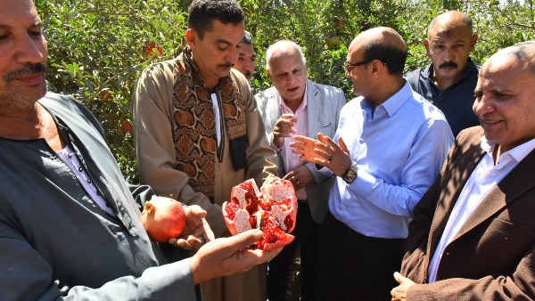 محافظ أسيوط يتفقد حصاد “الذهب الأحمر”.. ويؤكد: مصنع مركزات الرمان يعزز فرص التصدير
