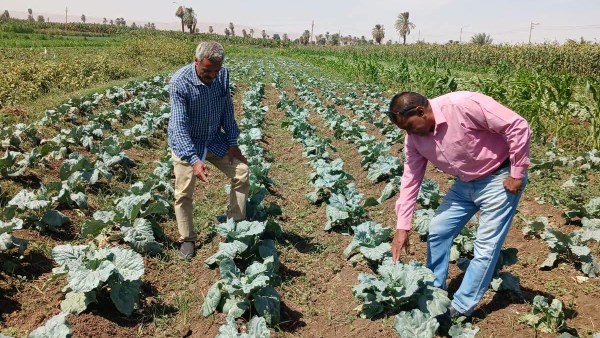 «زراعي الأقصر» في قلب الحقول.. فحص ومتابعة لمحاصيل الذرة والخضر بالدير في إسنا.. صور