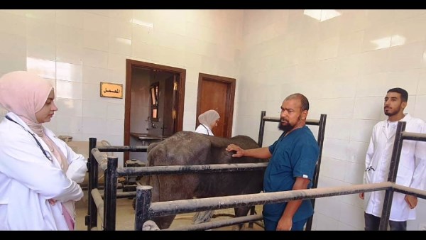 قوافل الطب البيطرى بأسوان تقدم 2065 خدمة للمربين بمختلف المراكز والقرى