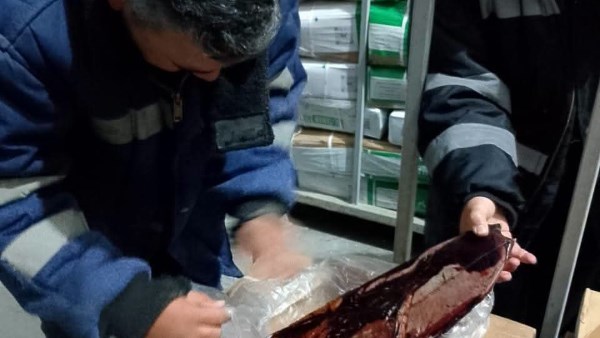 ضبط طن و200 كجم من الكبدة والأسماك لتغير خواصها الطبيعية بالقليوبية