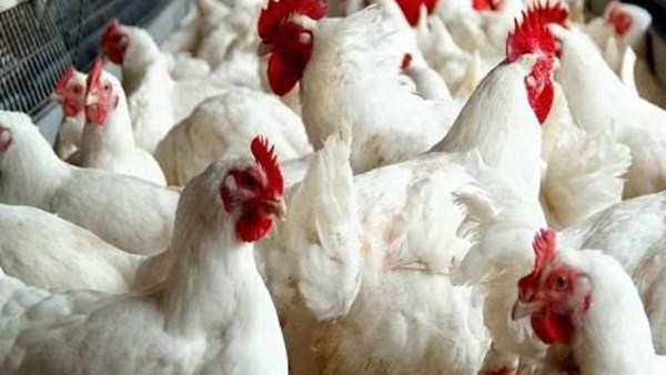 الدواجن تواصل الصعود بالأسواق.. كم وصل سعر الكيلو بعد الارتفاع الأخير؟
