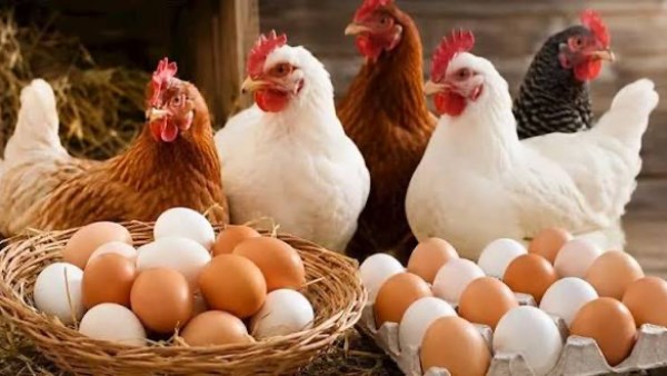 أسعار  الدواجن والبانيه تفاجئ الجميع اليوم الخميس.. كم يصل سعر الكيلو؟
