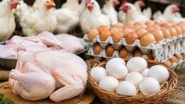 الدواجن تواصل الارتفاع.. أسعار الفراخ والبيض اليوم الخميس 1 أكتوبر