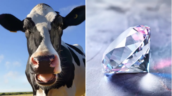 Inventor of the iPod Turns Cow Burps into Diamonds