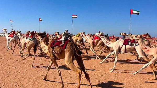 درع الزعامة يشعل حماس قبائل الهجن.. شرم الشيخ تستعد لمهرجان أكتوبر بمشاركة 12 قبيلة