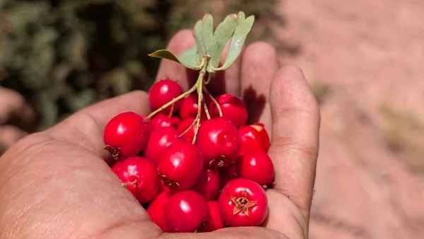 الزعرور الأحمر في سانت كاترين.. حكاية كنز جبلي يبحث عنه الجميع وتلاحقه آمال تقوية القلب