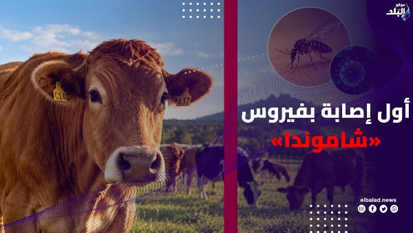 فيروس البقر يصل إلى البشر في أوروبا.. ما قصة شاموندا.. وهل نحن أمام وباء جديد؟