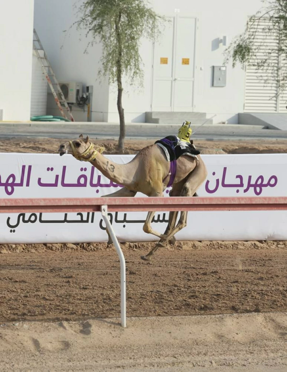 «ثقة» و«نوماس» يحصدان كأس وبندقية الحقايق في مهرجان العين للهجن