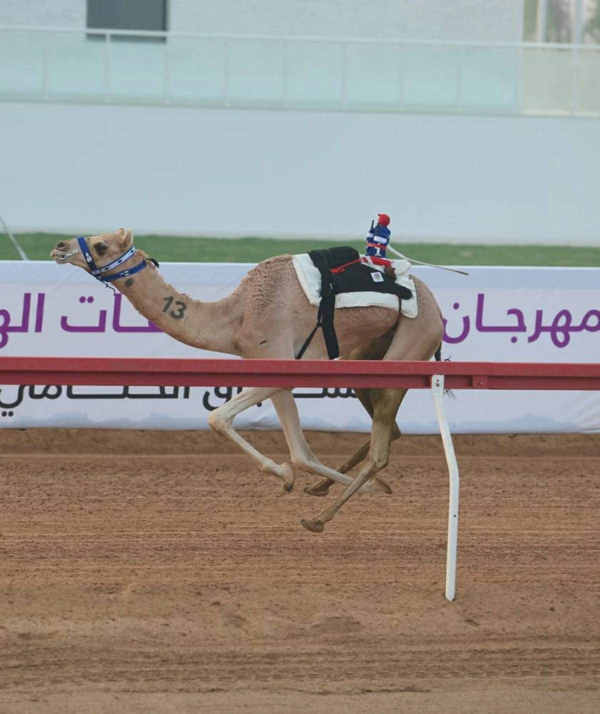 «الظبي» يتألق في منافسات الإيذاع بمهرجان العين للهجن